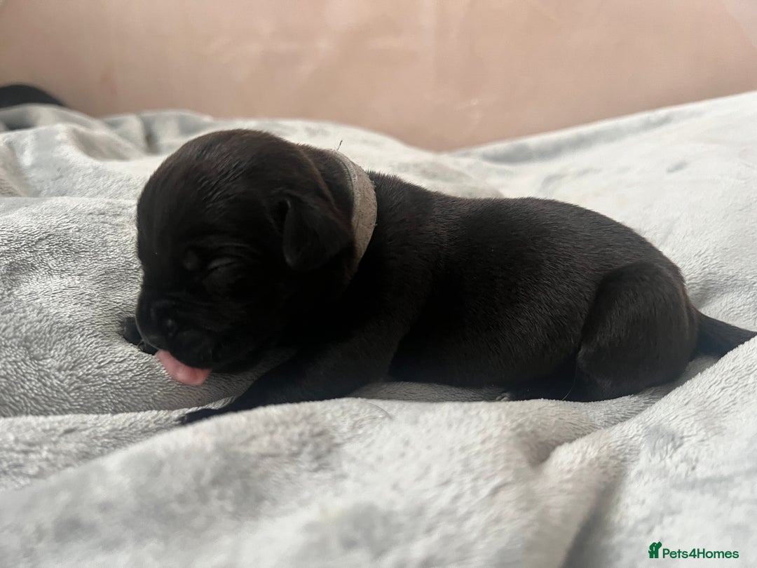 Cane Corso dogs for sale: Yuki & Aries Cane Corso Puppies  - Image 21