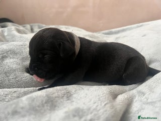Cane Corso Puppy 10 Grey
