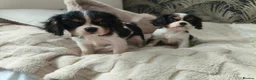 King Charles Spaniel dogs for sale: Female King Charles Spaniel Puppies - Advert 5