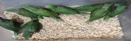 Parrots birds for sale: Alexandrine parrots hand reared babies super tamed - Advert 8