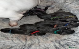 French Bulldog dogs for stud: Solid Isabella Frenchie Stud - Image 7