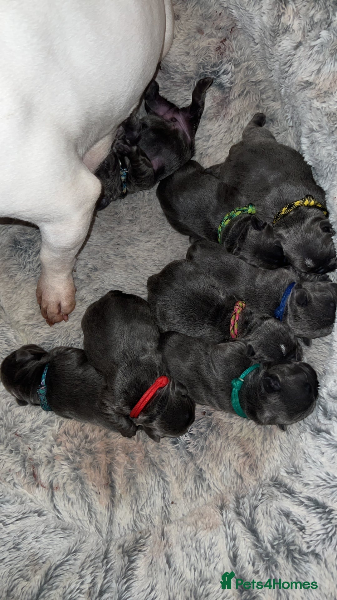 French Bulldog dogs for stud: Solid Isabella Frenchie Stud - Image 7