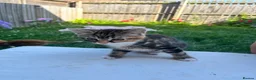 Mixed Breed cats for sale: 1 kitten left  - Advert 7