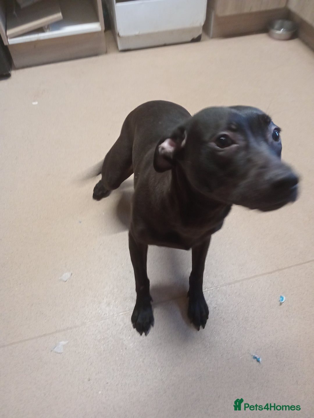 Mixed Breed dogs for sale: Cane corso cross presa  - Image 2