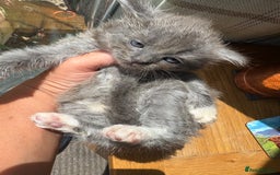 Exotic cats for sale: READY Silver Tabby cross exotic Fur Babies - Image 3