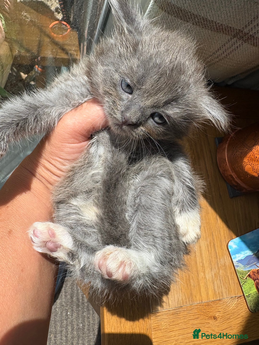 Exotic cats for sale: READY Silver Tabby cross exotic Fur Babies - Image 3