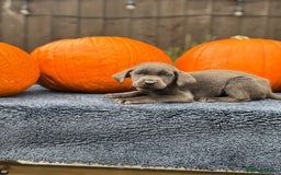 Labrador Retriever dogs for sale: stunning Lab Puppies Rare Colours & Family Raised - Image 7