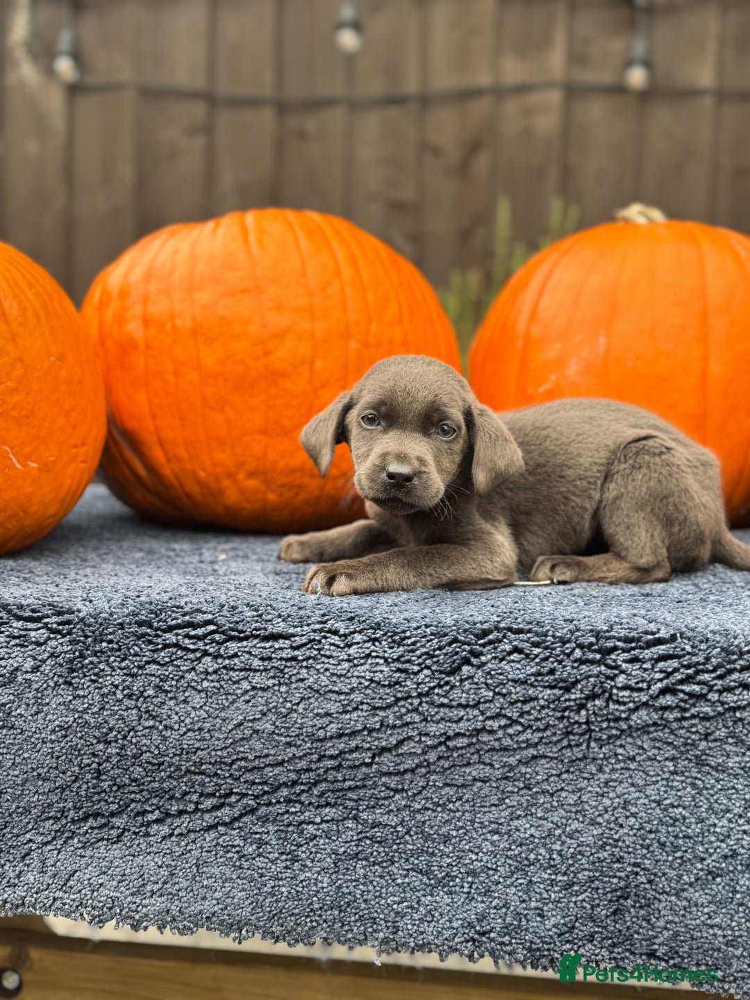 Labrador Retriever dogs for sale: stunning Lab Puppies Rare Colours & Family Raised - Image 7