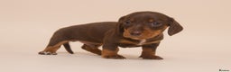 Miniature Dachshund dogs for sale: True Miniature Dachshund Puppies - Advert 4