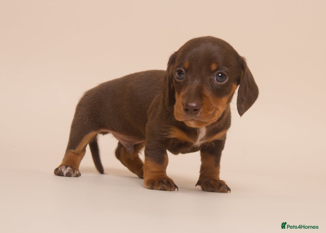 Miniature Dachshund dogs for sale: True Miniature Dachshund Puppies - Advert 4