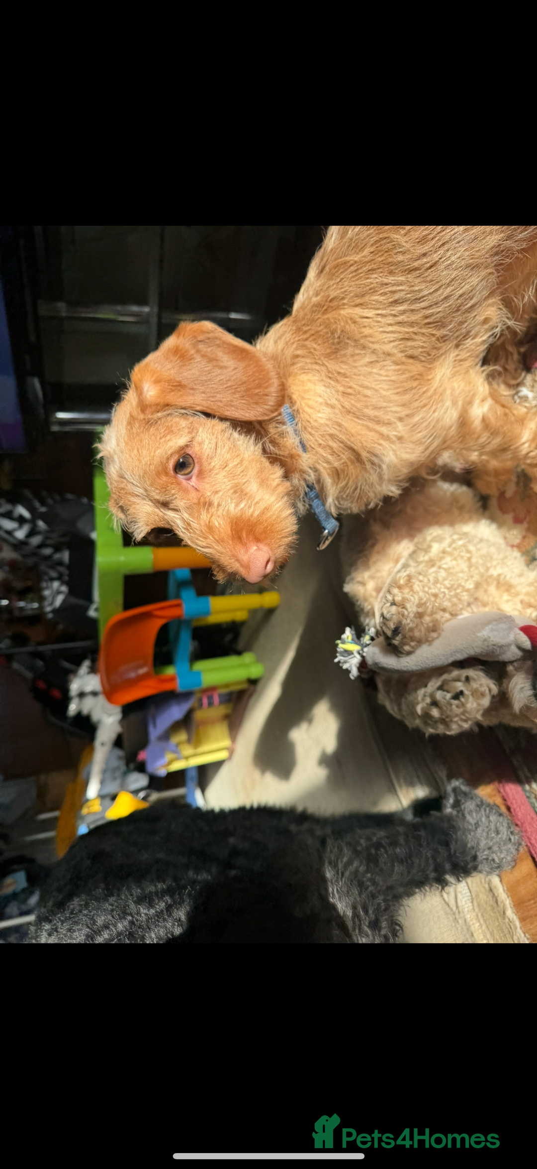 Doxiepoo dogs for sale: Male Daxipoo for sale  - Image 1