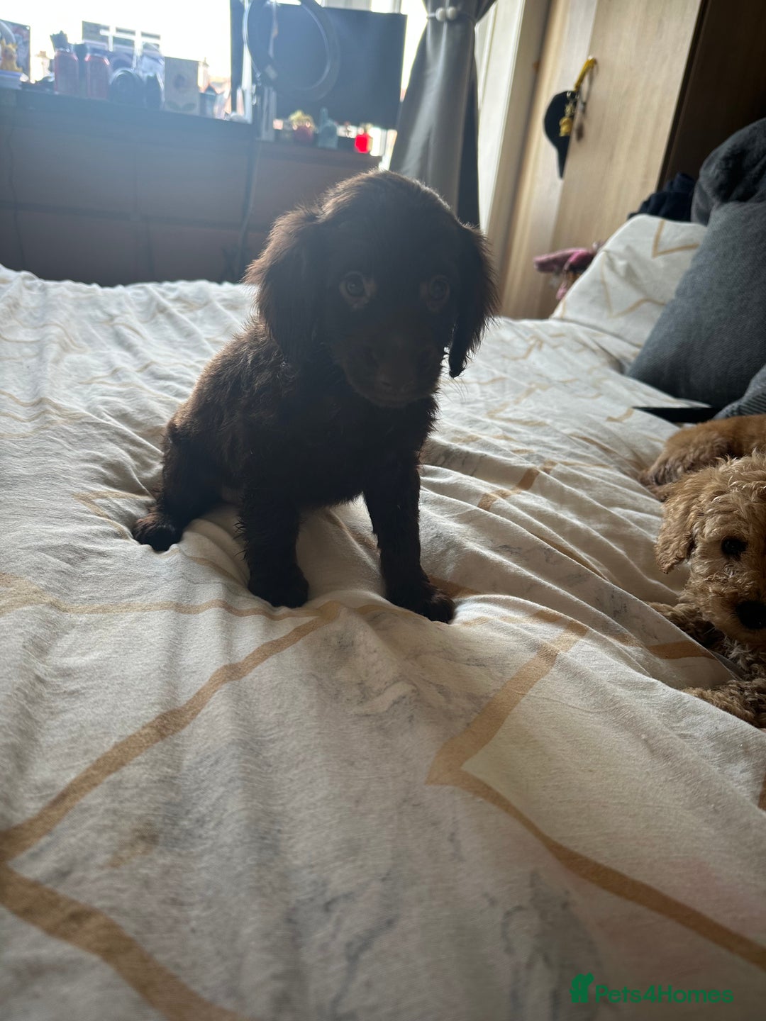Cockapoo dogs for sale: Reduced F3 Cockapoo READY to leave 21st July  - Image 17