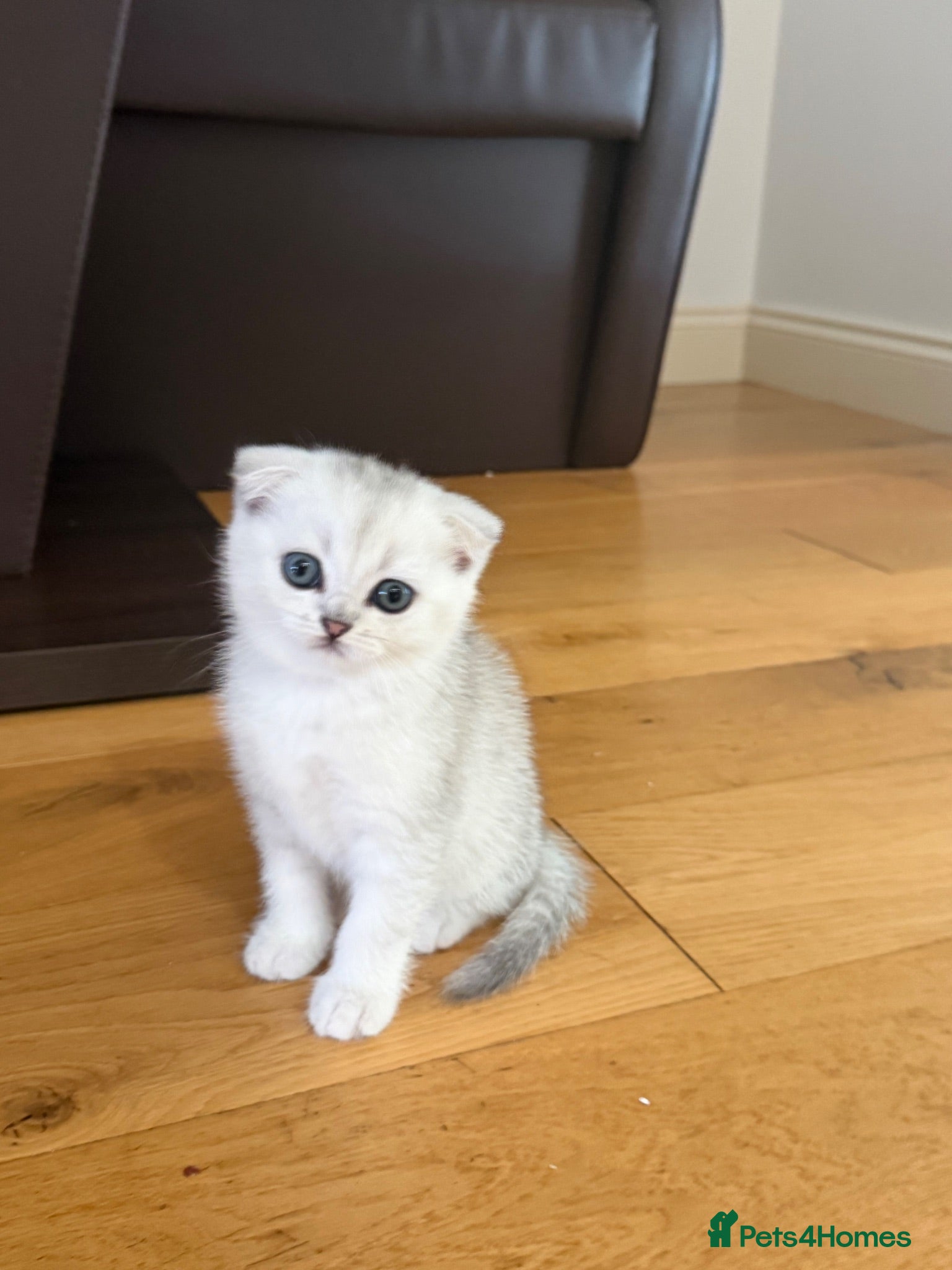 Scottish Fold cats Scottish Food Silver Shaded - Advert 7