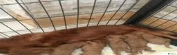 Cavapoo dogs for sale: Stunning Ruby F1 Cavapoo pups for sale  - Advert 8