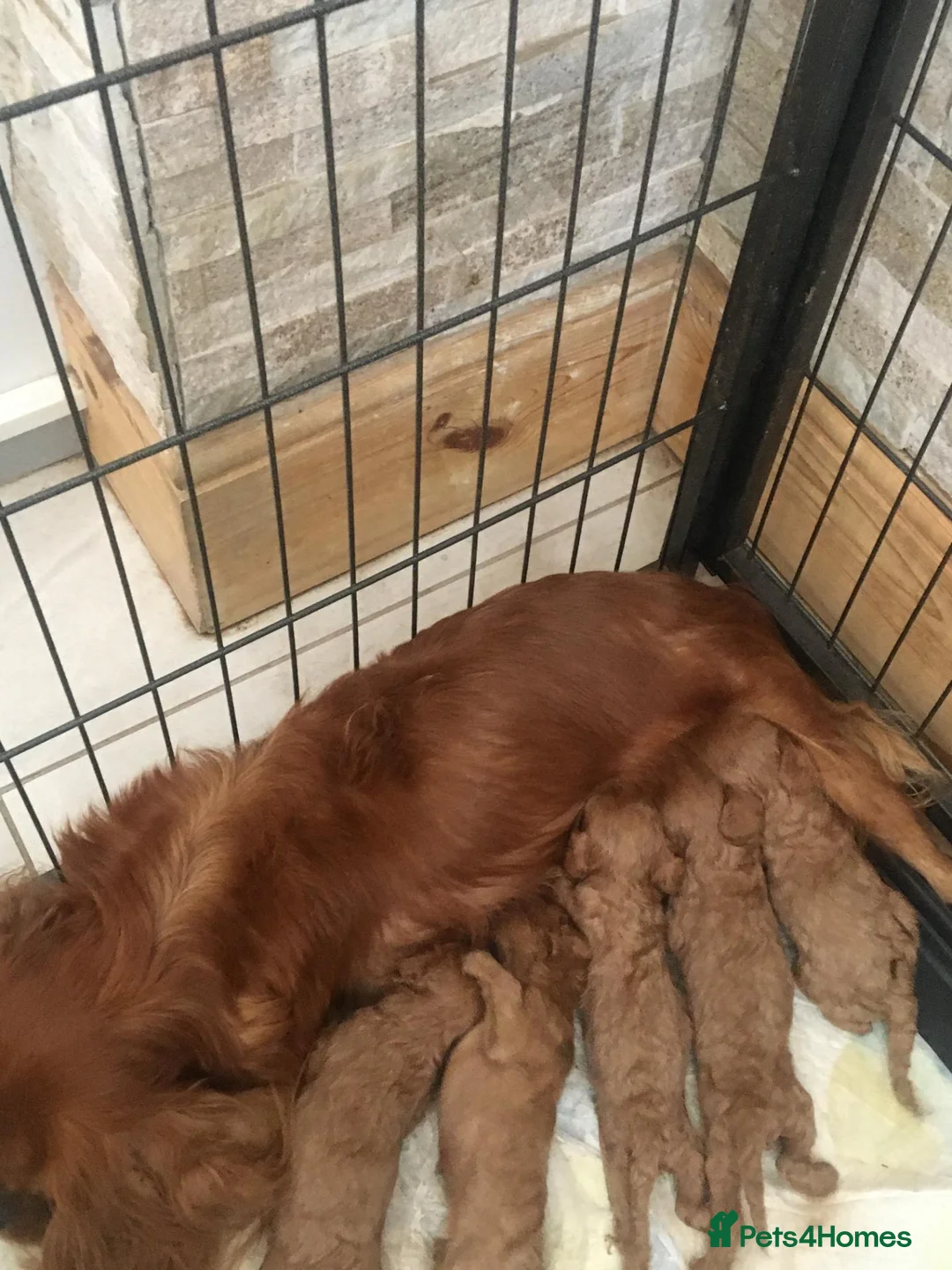 Cavapoo dogs for sale: Stunning Ruby F1 Cavapoo pups for sale  - Advert 8
