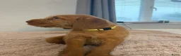 Hungarian Vizsla dogs for sale: 🐶 Beautiful Wired Haired Hungarian Visla Puppies in Saint Helens - Advert 19