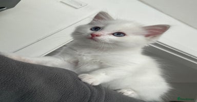 Ragdoll cats - Advert 14