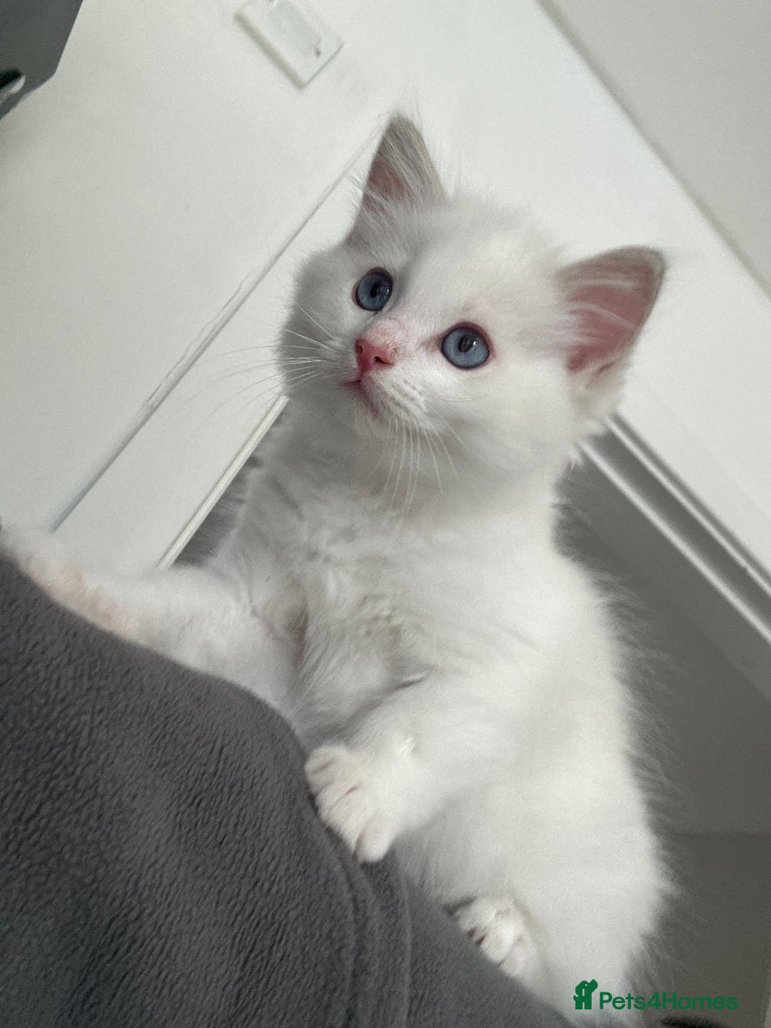 Ragdoll cats for sale: Gorgeous Rare White boy and blue mitted boy  - Image 3