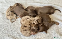 Miniature Dachshund dogs for sale: Long haired dachshunds  - Image 5
