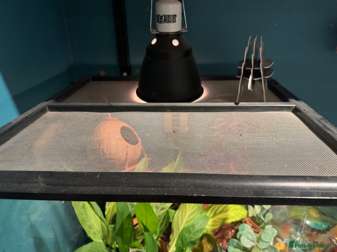 Gecko reptiles for sale: Crested gecko and full bioactive exo terra  - Image 3