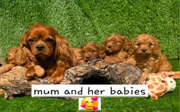 Cavapoo dogs for sale: TOY F1 RED CAVAPOOS extensivly dna clear. - Image 1