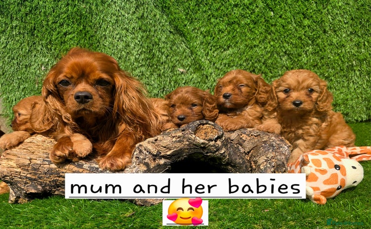 Cavapoo dogs - Advert 1