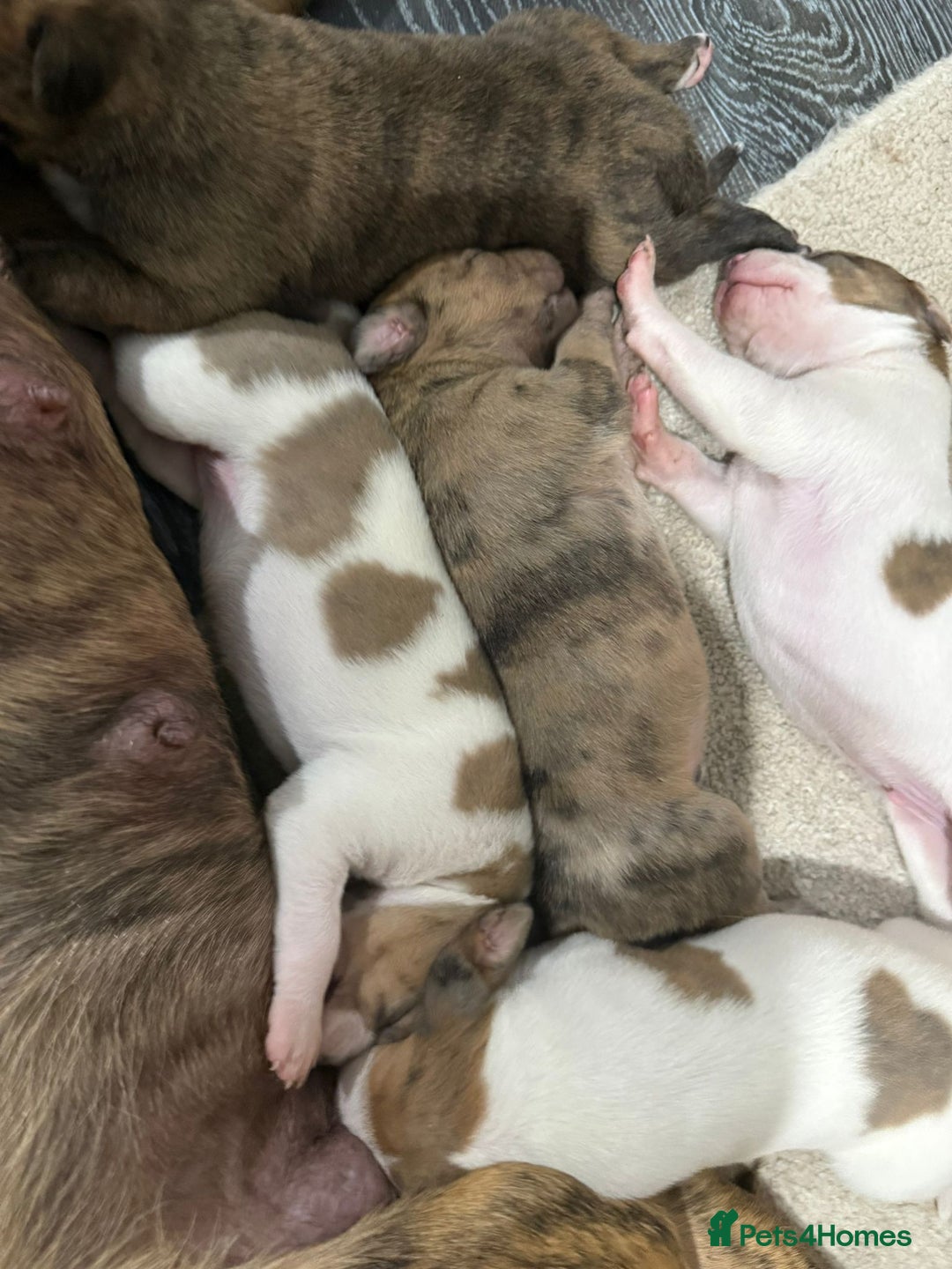 Lurcher dogs for sale: Lurcher pups looking for their forever 🏡 - Image 10