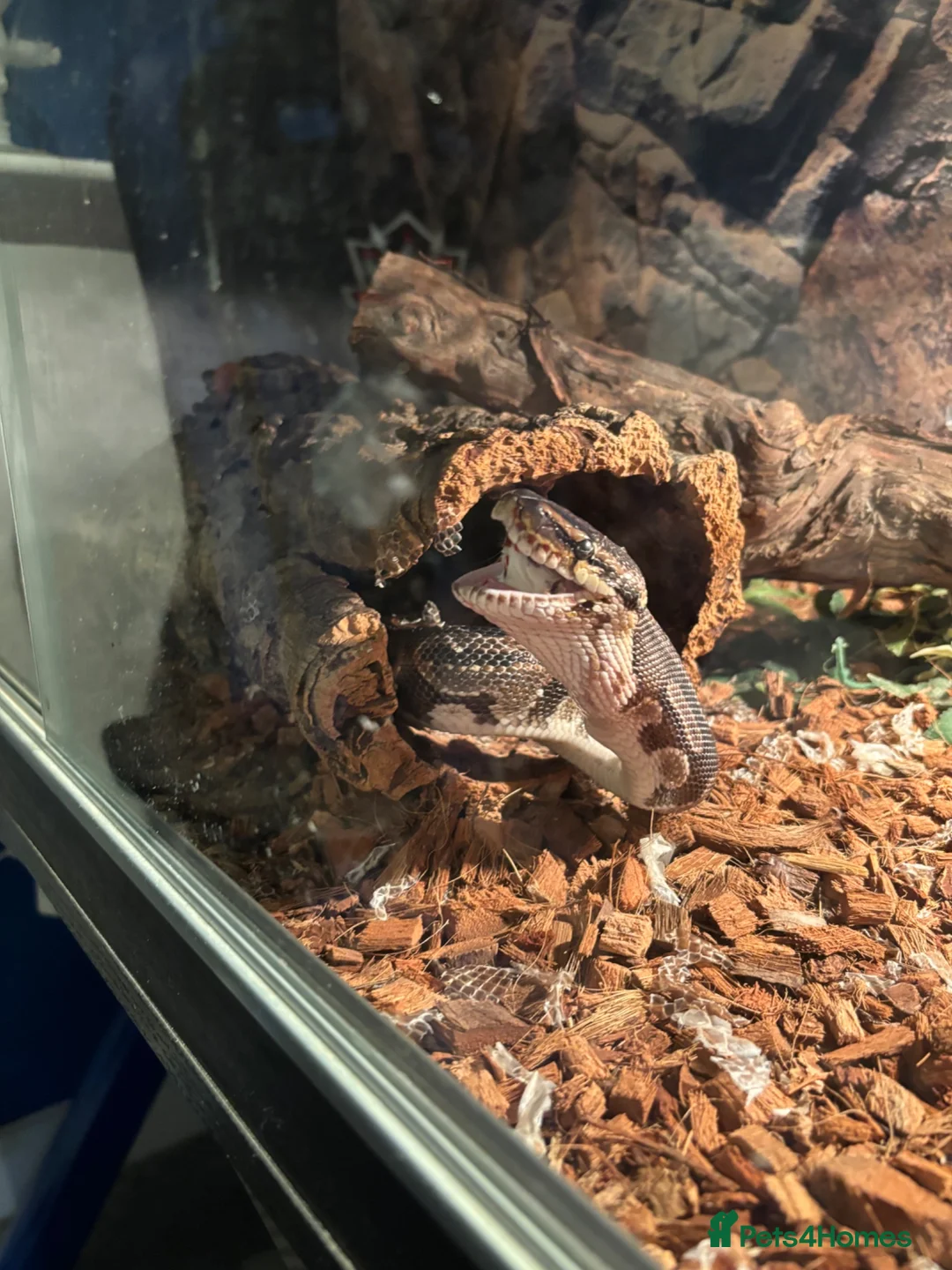 Python Snake reptiles for sale: Ball python  in Wallingford - Advert 4