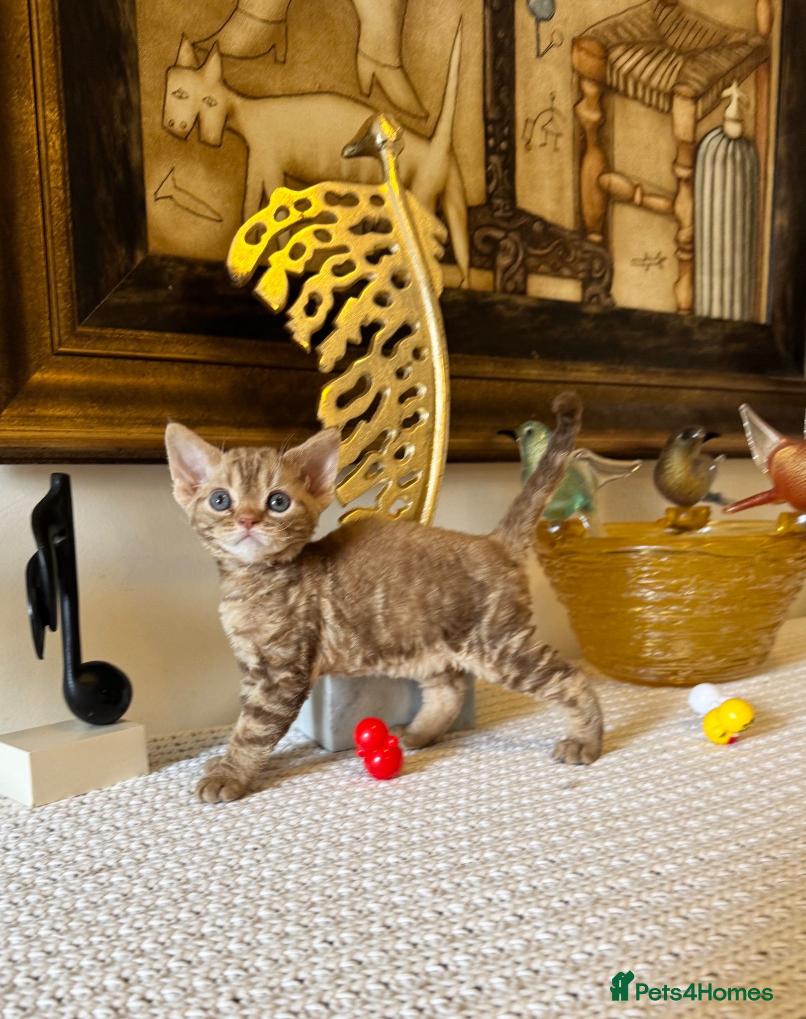 Devon Rex cats Superb quality Devon Babies TICA Registered  - Advert 1