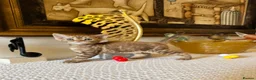 Devon Rex cats for sale: Superb quality Devon Babies TICA Registered  - Advert 6