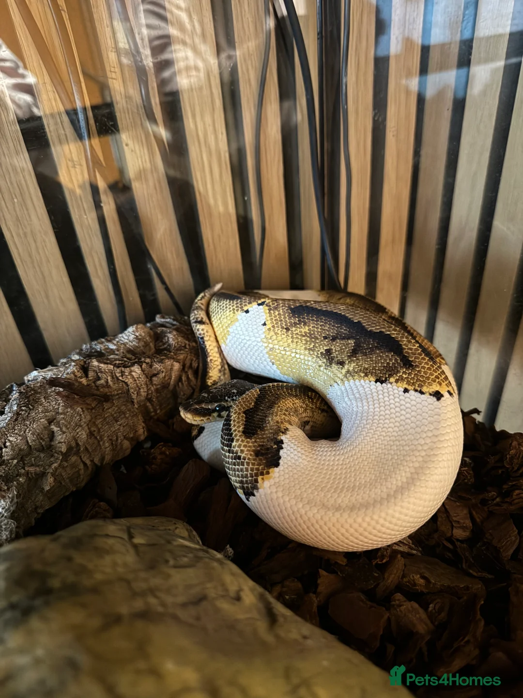 Python Snake reptiles for sale: Pied python  - Advert 2
