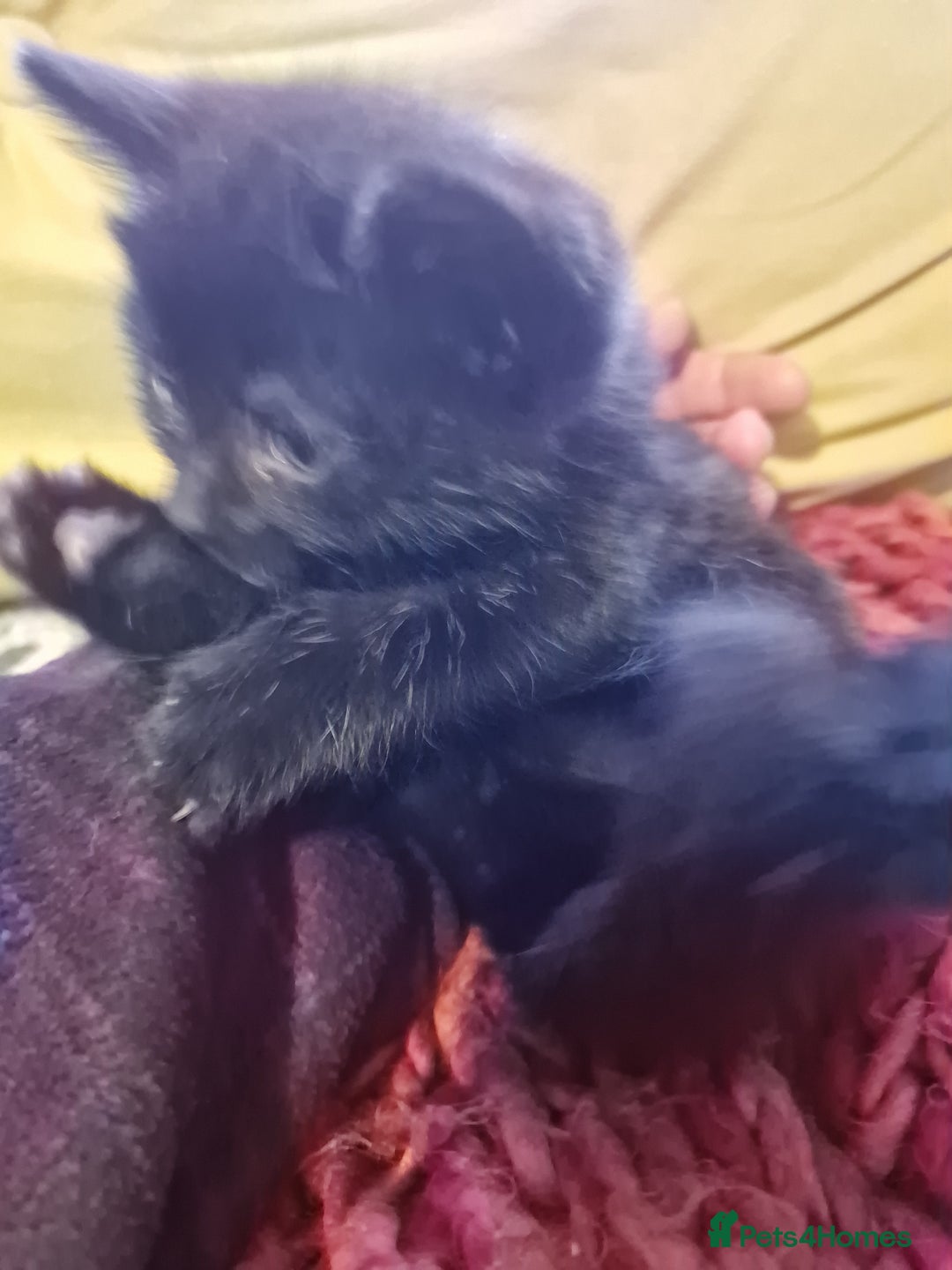 Mixed Breed cats for sale: Kittens ready to find homes - Image 16