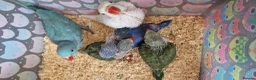 Parrots birds for sale: Indian ringnecks for sale READY TO GO - Advert 10