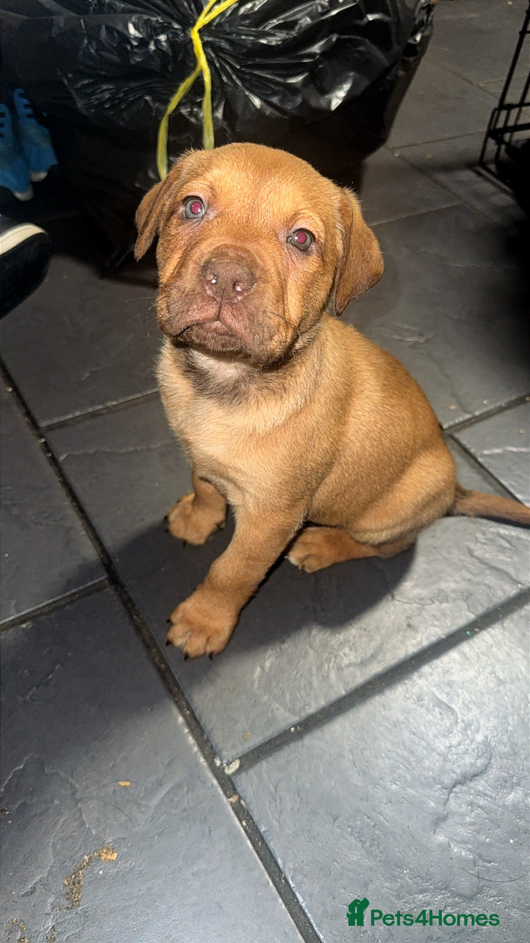Mixed Breed dogs for sale: Mixed Breed puppies  - Advert 18