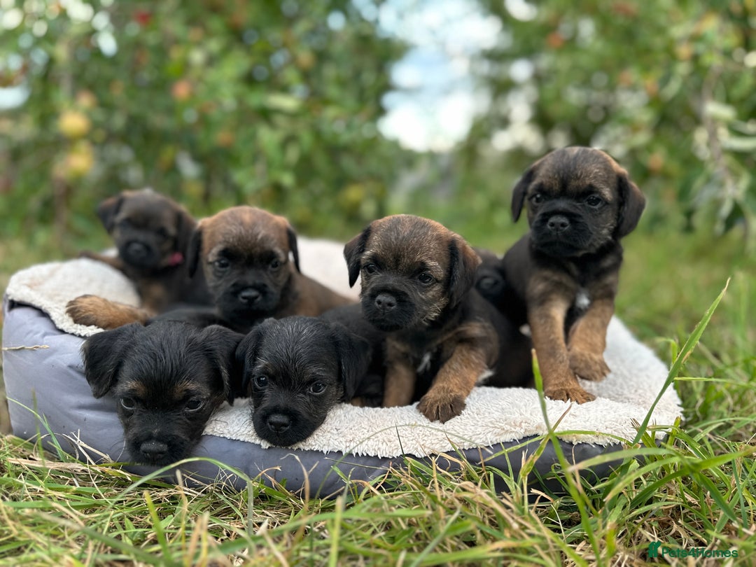 Border Terrier dogs for sale:  Beautiful Borders Terrier Puppies  - Image 2