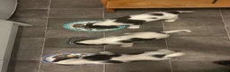 English Springer Spaniel dogs for sale: Girl. Liver and white.  - Advert 6