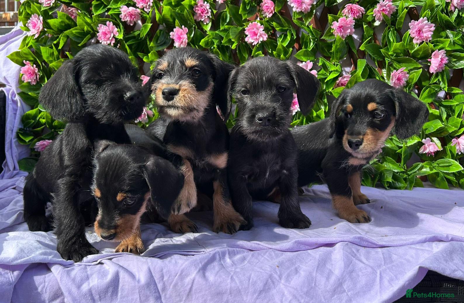 Mixed Breed dogs SCHNOXIE F1 PARENTS HEALTH TESTED  - Advert 2