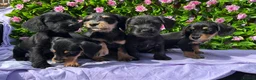 Mixed Breed dogs for sale: SCHNOXIE F1 PARENTS HEALTH TESTED  - Advert 6