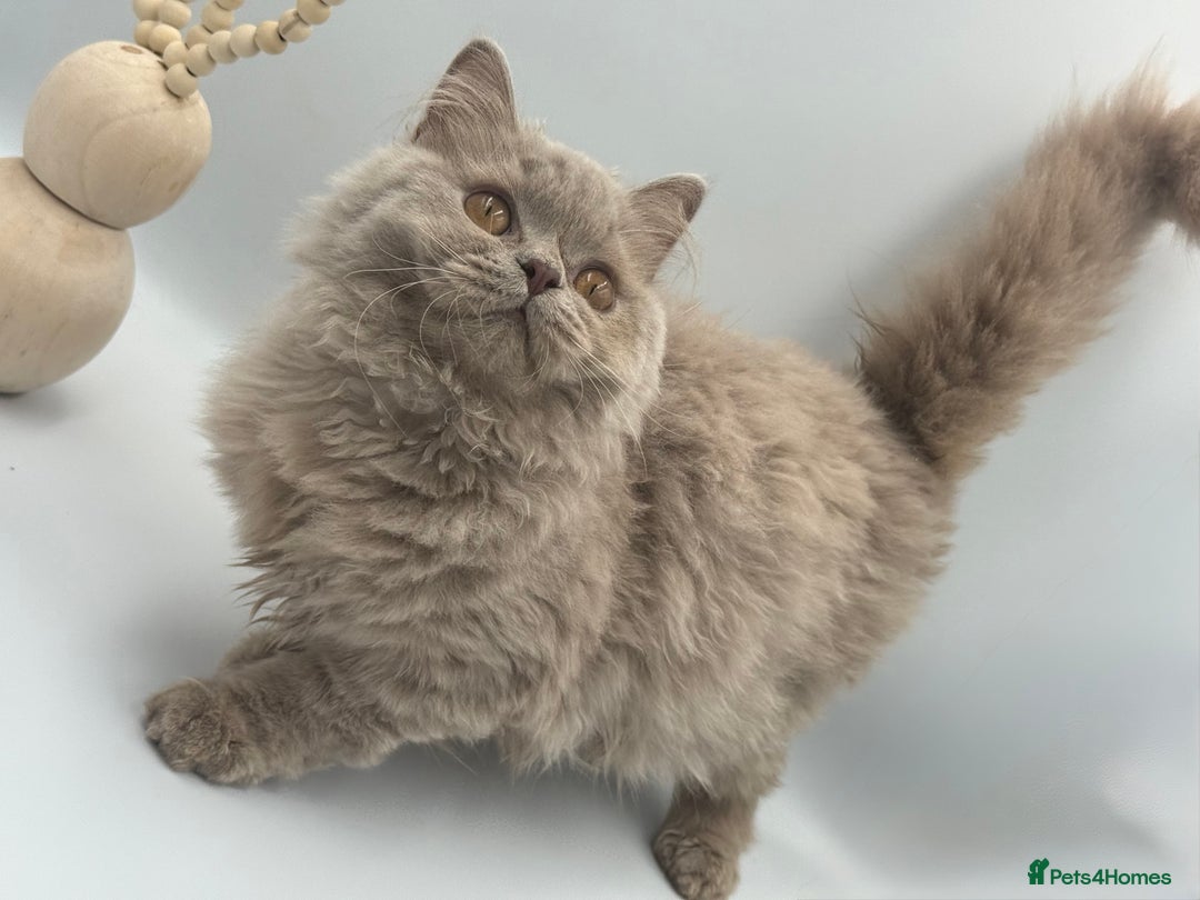 British Shorthair cats for sale: REGISTERED FULL PEDIGREE BRITISH LONGHAIR   - Image 5