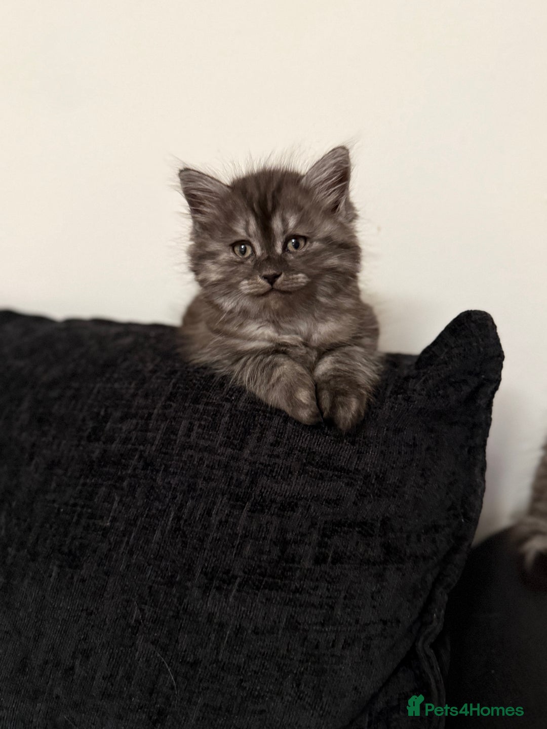 Persian cats for sale: PersianBSH silver, ginger & dark silver kittens 🩷 - Advert 21