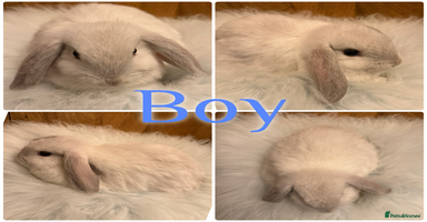 Mini Lop rabbits Baby Mini Lop Rabbits for Sale 8 Weeks Ready To Go - Advert 10