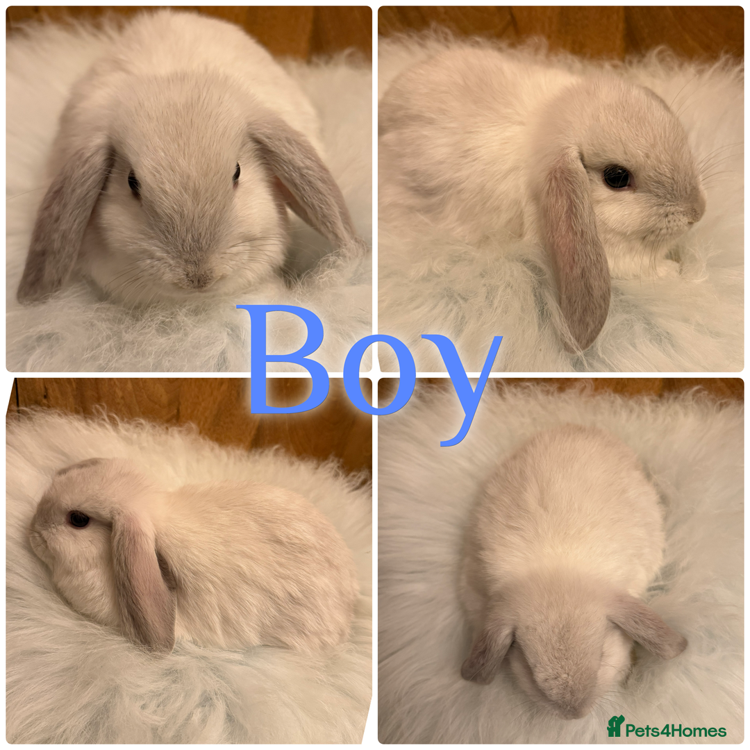 Mini Lop rabbits for sale: Baby Mini Lop Rabbits for Sale 8 Weeks Ready To Go - Advert 2