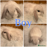 Mini Lop rabbits Baby Mini Lop Rabbits for Sale 8 Weeks Ready To Go - Advert 4