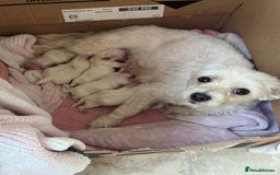 Maltese dogs for sale: Maltese puppies - Image 5