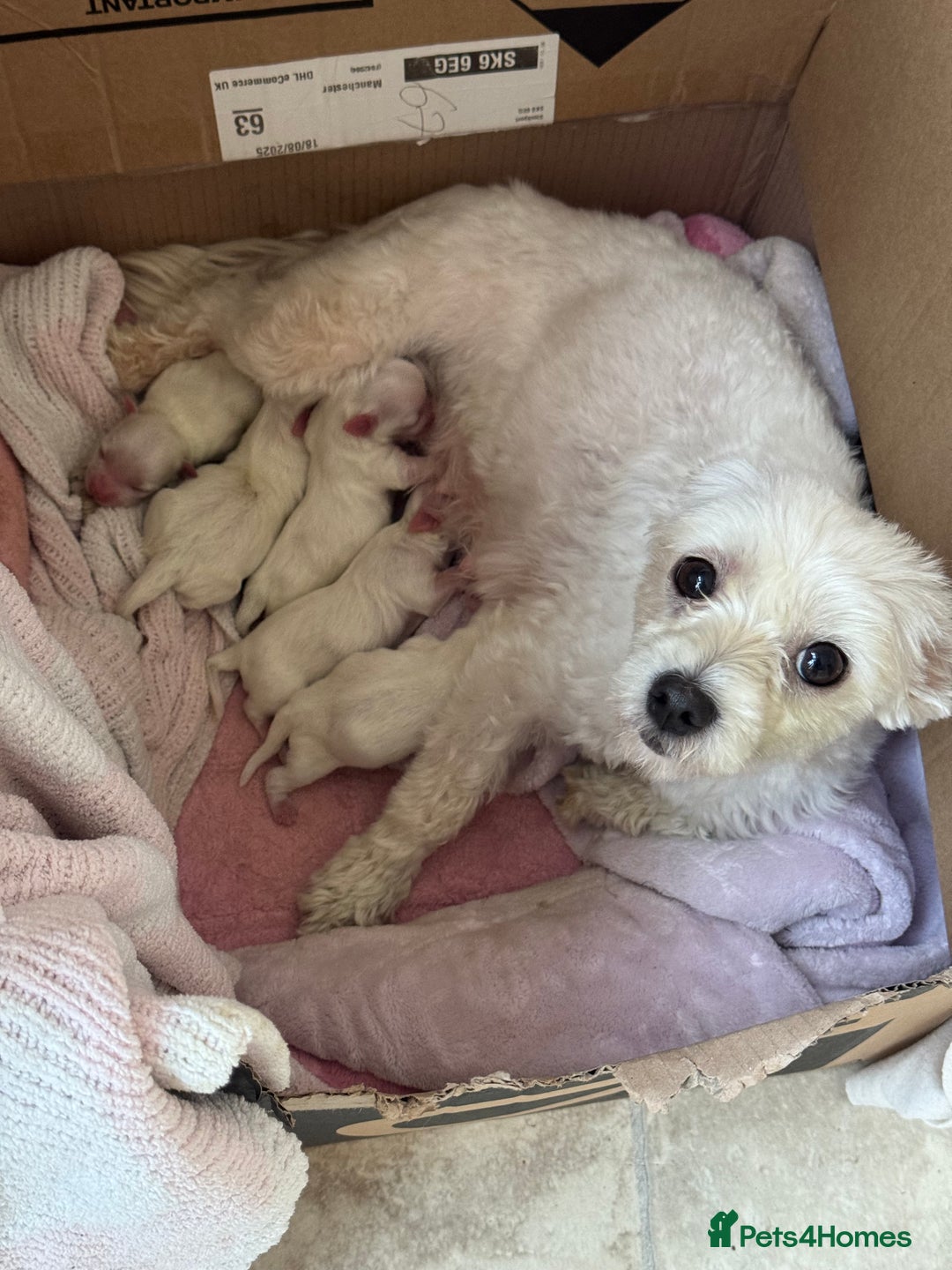 Maltese dogs for sale: Maltese puppies - Image 5