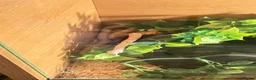 Mixed Breed reptiles for sale: Tortoises,crested geckos and corn snake  in Chatham - Advert 13