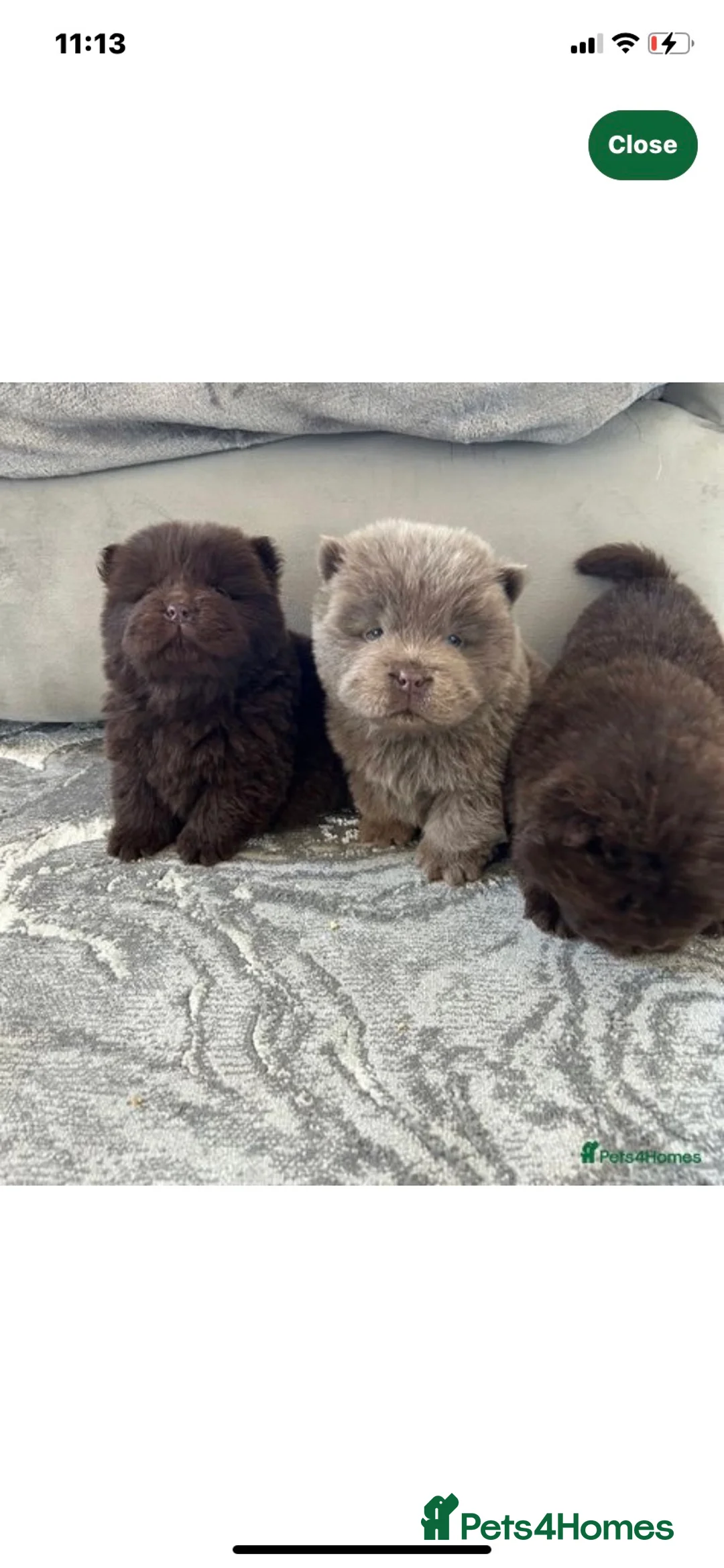 Chow Chow dogs for stud: HERSHEY the famous chocolate carrying blue. in Cheltenham - Advert 31