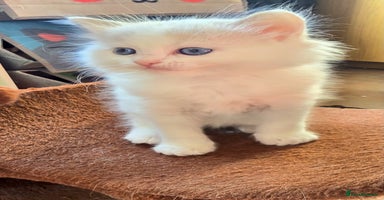 Ragdoll cats - Advert 10
