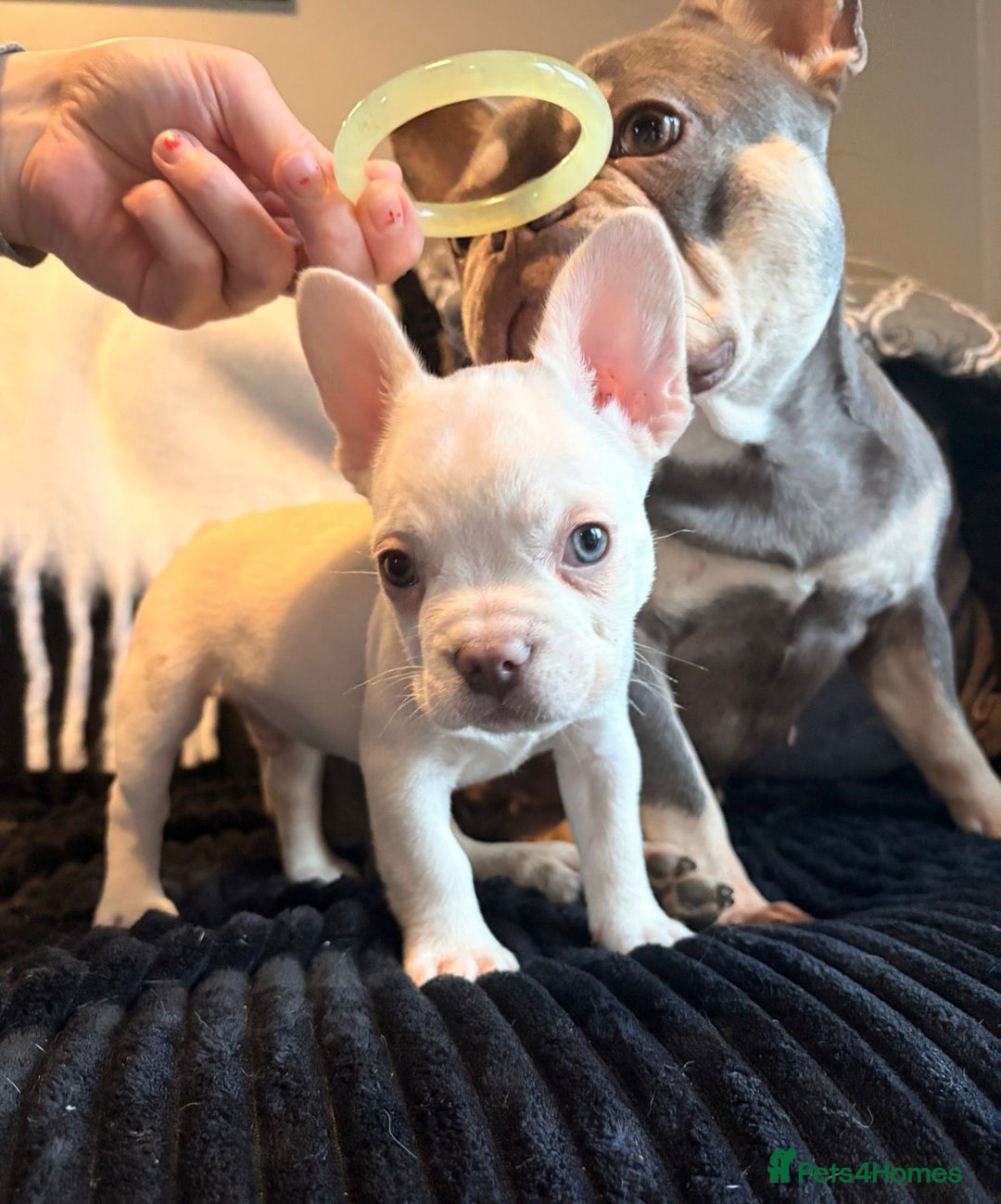 French Bulldog dogs for sale: 5 French bulldog puppies. Pied fluffy - Advert 22