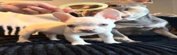 French Bulldog dogs for sale: 5 French bulldog puppies. Pied fluffy - Advert 34